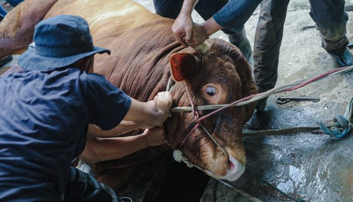 Pemkot Bandung Awasi Ketat Penyembelihan Hewan Kurban hingga Hari Tasyrik 9 Juni 2025