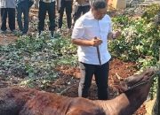 Polres Purwakarta Salurkan 34 Hewan Kurban ke Masyarakat dan Ponpes di Idul Adha 1446 H