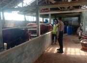 Polsek Plered Tinjau Peternakan Sapi, Dukung Program Ketahanan Pangan Purwakarta