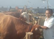 Jelang Idul Adha, Pedagang Sapi di Cianjur Keluhkan Sepinya Pembeli