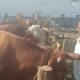 Sapi Kurban