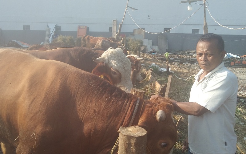 Sapi Kurban