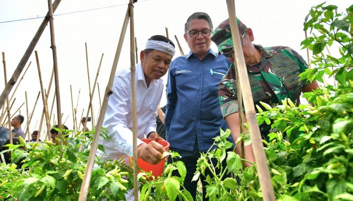 Panen Raya Agroforestri Gunung Hejo Punya Potensi Rp50 Miliar, Dedi Mulyadi Sebut Solusi Ketahanan Pangan