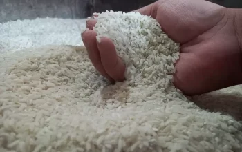 Ilustrasi tangan menggenggam beras curah yang diduga beras oplosan yang rawan dioplos dan dikemas ulang oleh oknum produsen
