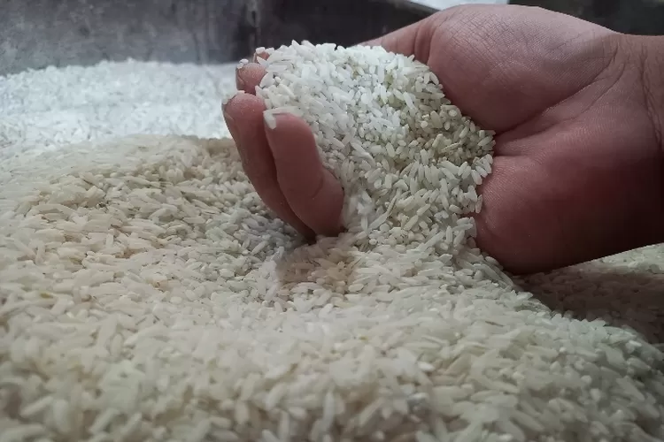 Ilustrasi tangan menggenggam beras curah yang diduga beras oplosan yang rawan dioplos dan dikemas ulang oleh oknum produsen