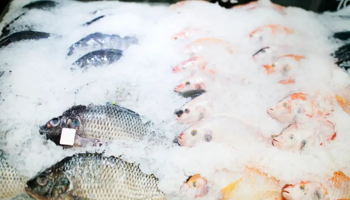 KUR BRI Dorong Supplier Ikan Jadi Pemasok Program MBG, Omzet Meningkat 100 Kg Per Hari