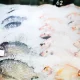 Ribuan kotak makanan bergizi siap distribusi untuk Program MBG yang didukung supplier ikan lokal dengan bantuan KUR BRI di Kayu Agung.