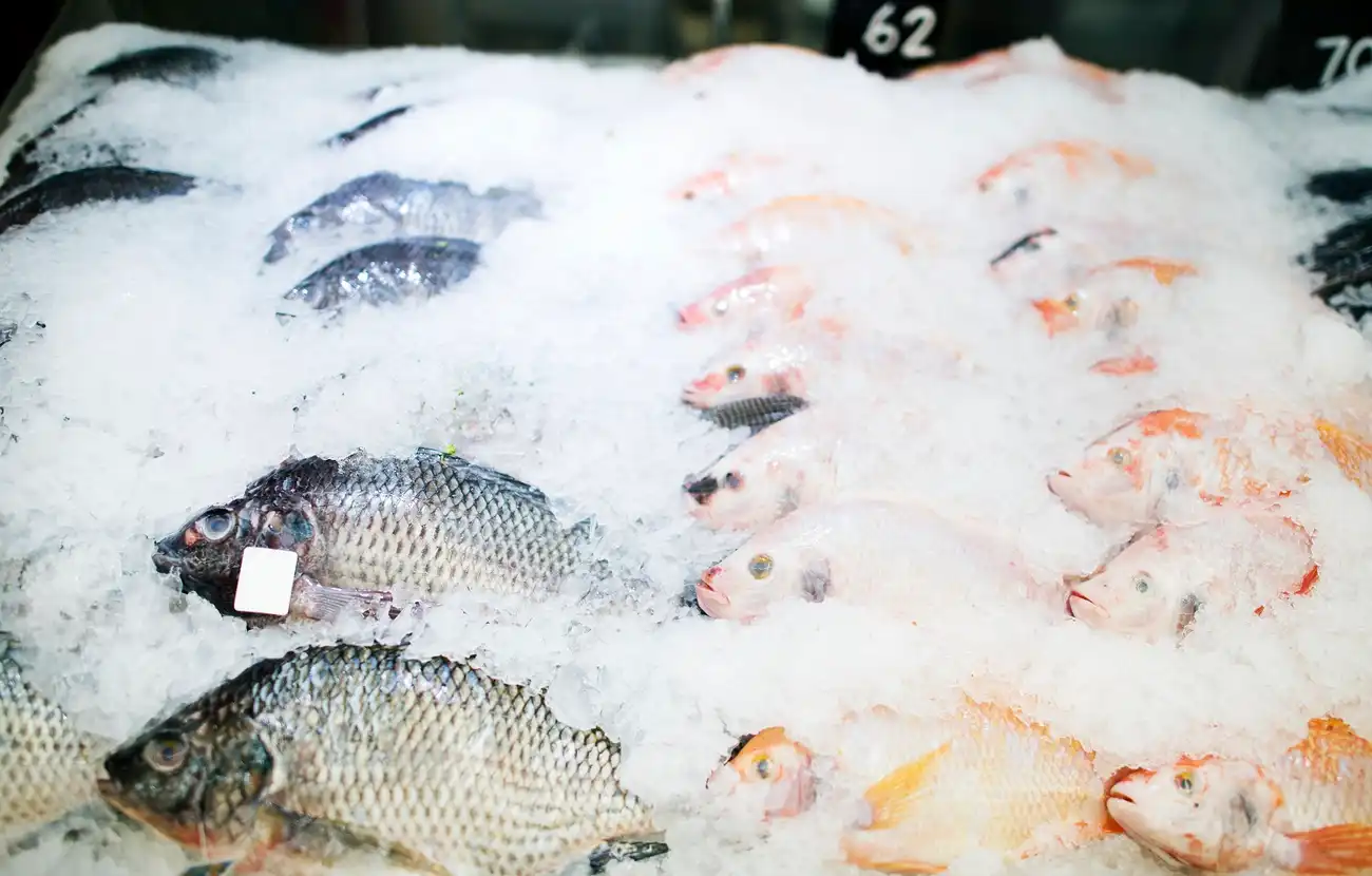 Ribuan kotak makanan bergizi siap distribusi untuk Program MBG yang didukung supplier ikan lokal dengan bantuan KUR BRI di Kayu Agung.