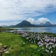 Lanskap indah Waduk Jatiluhur di Purwakarta dengan latar perbukitan dan bunga eceng gondok, disebut mirip Korea Selatan oleh Bupati Gurye Korea Selatan.