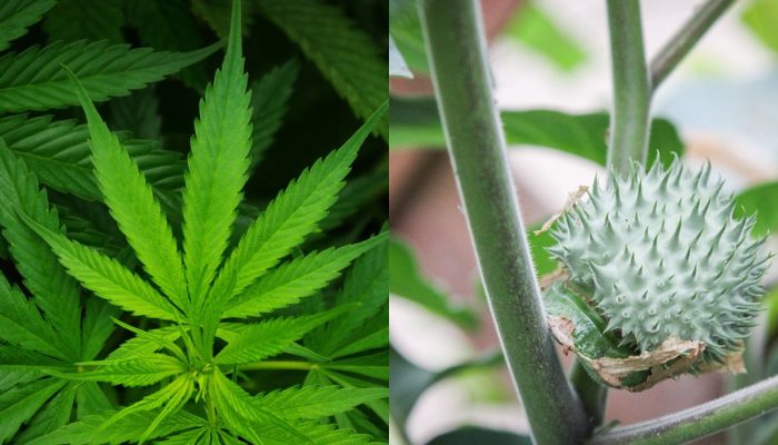Sekdes di Garut Diciduk Polisi Gegara Tanam Ganja di Rumah, 125 Pohon Disita