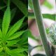 Tanaman ganja