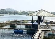 Disebut Tercemar Merkuri, Ikan Cirata Kini Terbukti Aman Dikonsumsi