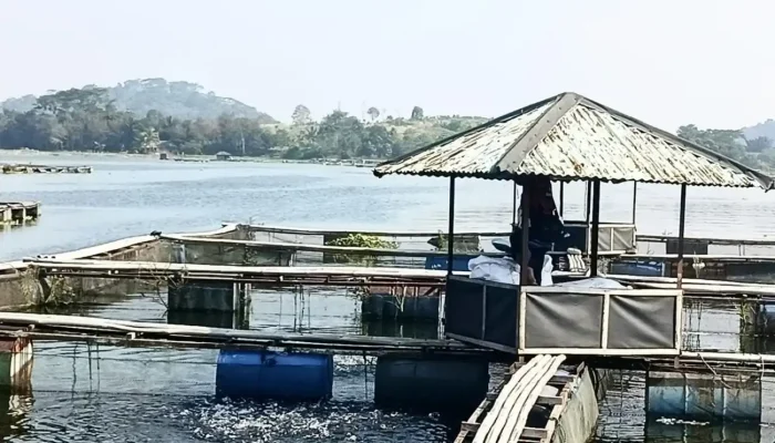 Disebut Tercemar Merkuri, Ikan Cirata Kini Terbukti Aman Dikonsumsi