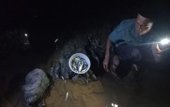 Ikan Mati