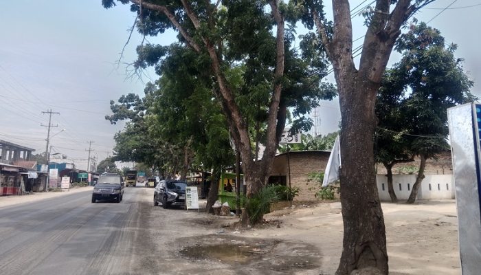 Warga Sergai Keluhkan Pohon Tua di Jalinsum, Minta Dinas Perkim Segera Bertindak