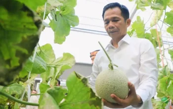 Om Zein kunjungi pertanian hidroponik Purwakarta, siapkan magang dan modal pertanian bagi warga untuk menekan angka pengangguran Purwakarta