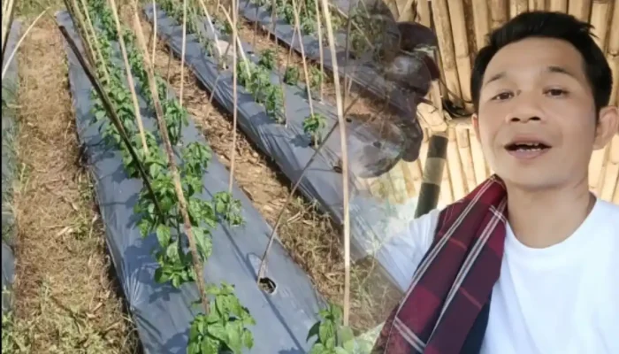 Atasi Pengangguran, Om Zein Buka Kebun Pribadi untuk Pelatihan Pertanian Karang Taruna Purwakarta