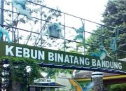 Jerit Sunyi dari Bandung Zoo: 710 Satwa di Ambang Kelaparan dan Mati Perlahan