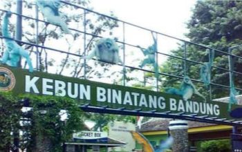 Jerit Sunyi dari Bandung Zoo: 710 Satwa di Ambang Kelaparan dan Mati Perlahan