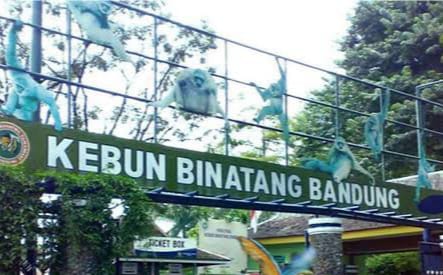 Jerit Sunyi dari Bandung Zoo: 710 Satwa di Ambang Kelaparan dan Mati Perlahan