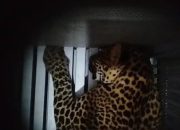 Heboh Macan Tutul Masuk Hotel di Kota Bandung, Begini Penjelasannya