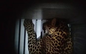 Macan tutul masuk kamar hotel di Kota Bandung