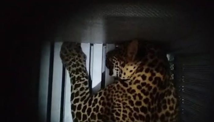 Heboh Macan Tutul Masuk Hotel di Kota Bandung, Begini Penjelasannya