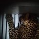 Macan tutul masuk kamar hotel di Kota Bandung