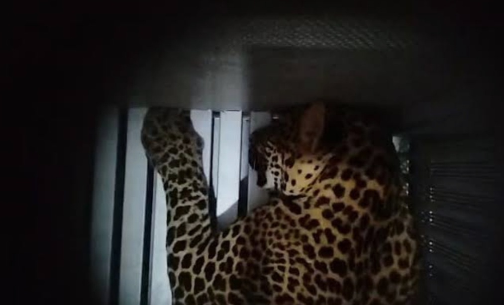 Macan tutul masuk kamar hotel di Kota Bandung