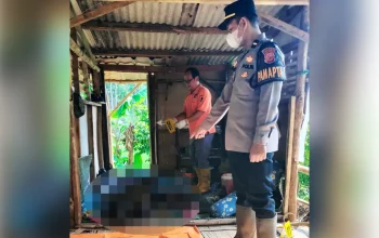 Petugas polisi mengevakuasi mayat pria membusuk di lahan Perhutani Purwakarta