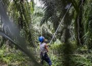 10 Pekerja Asal Garut Terlantar di Kalimantan Barat, Jadi Buruh Sawit Tak Digaji 4 Bulan