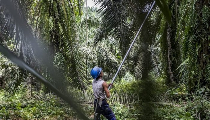 10 Pekerja Asal Garut Terlantar di Kalimantan Barat, Jadi Buruh Sawit Tak Digaji 4 Bulan