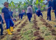 Polsek Bojong dan Muspika Purwakarta Tanam Jagung Dukung Ketahanan Pangan Nasional