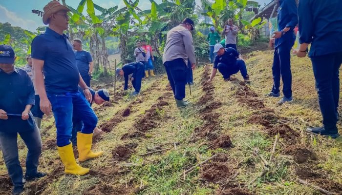 Polsek Bojong dan Muspika Purwakarta Tanam Jagung Dukung Ketahanan Pangan Nasional