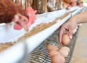 Danantara Akan Danai Proyek Peternakan Rp20 Triliun, Ini Alasannya