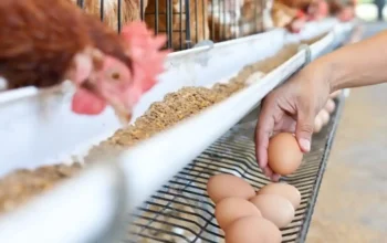 Investasi Danantara Rp20 triliun untuk penguatan peternakan nasional