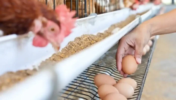 Danantara Akan Danai Proyek Peternakan Rp20 Triliun, Ini Alasannya