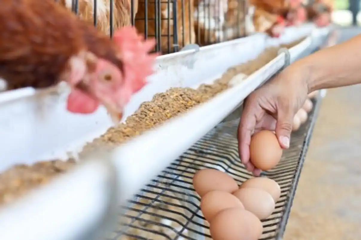 Investasi Danantara Rp20 triliun untuk penguatan peternakan nasional