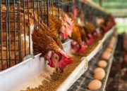 Cegah Kekurangan Telur dan Ayam, Danantara Siapkan Rp20 Triliun untuk Peternakan Nasional