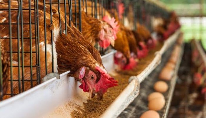 Cegah Kekurangan Telur dan Ayam, Danantara Siapkan Rp20 Triliun untuk Peternakan Nasional