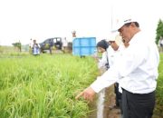 Ketahuan Sewakan Lahan Negara, Mentan Amran Copot Dua Pejabat Kementan di Subang