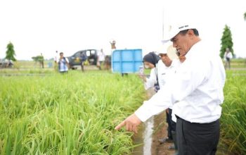 Mentan Amran Sulaiman copot dua pejabat Kementan di BRMP Sukamandi Subang karena sewakan lahan negara