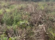 Alih Fungsi Lahan Kebun Teh Pangalengan Diusut, Polisi Buru Aktor Utama