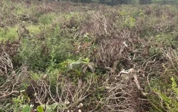 Polisi tinjau lokasi alih fungsi lahan kebun teh Pangalengan menjadi kebun sayur.