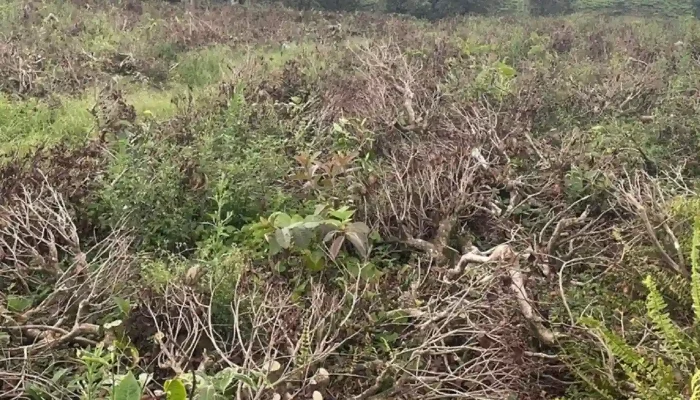 Alih Fungsi Lahan Kebun Teh Pangalengan Diusut, Polisi Buru Aktor Utama