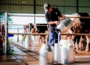 Target 3 Juta Liter Susu per Hari, Prabowo Bangun Peternakan Sapi Perah Raksasa