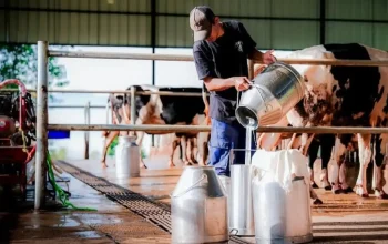 Prabowo memimpin rapat percepatan peternakan sapi perah MBG