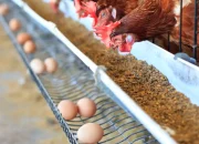 Butuh Jutaan Telur dan Ayam per-Hari! Program MBG Buka Peluang Emas bagi Petani dan Peternak