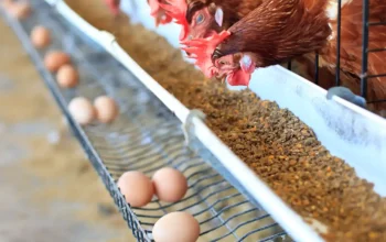 Zulkifli Hasan atau Zulhas tinjau persiapan Program MBG 2026 di Yogyakarta