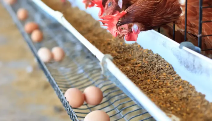 Butuh Jutaan Telur dan Ayam per-Hari! Program MBG Buka Peluang Emas bagi Petani dan Peternak